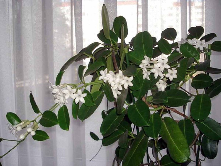 Стефанотис Лиана