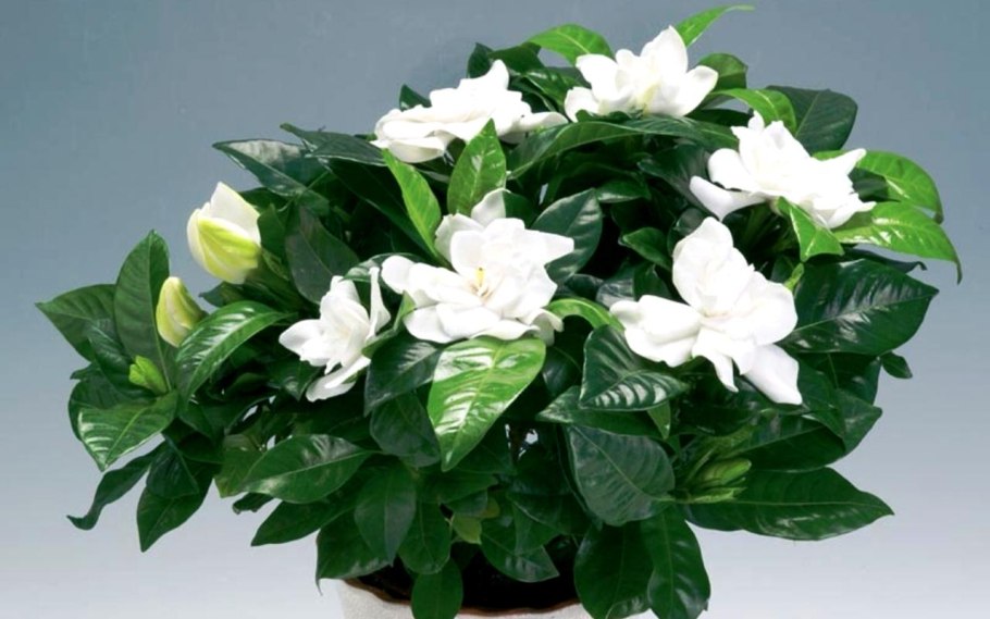 Спатифиллум, Азалия, Гардения ил Камелия