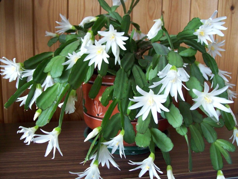 Зигокактус рипсалидопсис