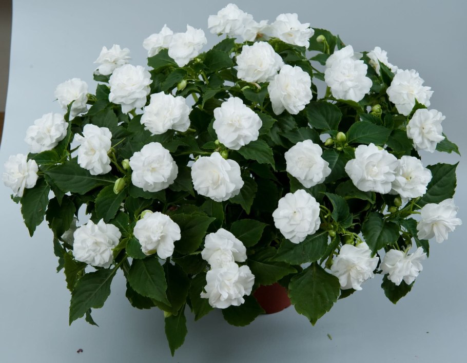 Бальзамин комнатный белый