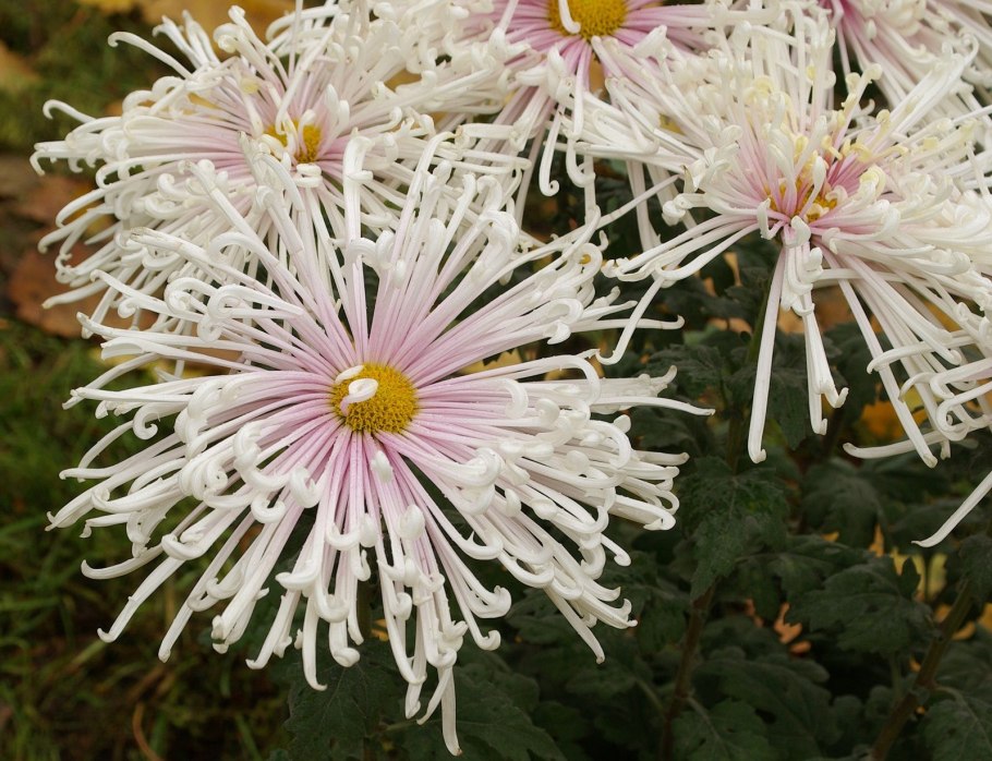 Chrysanthemum alpinum