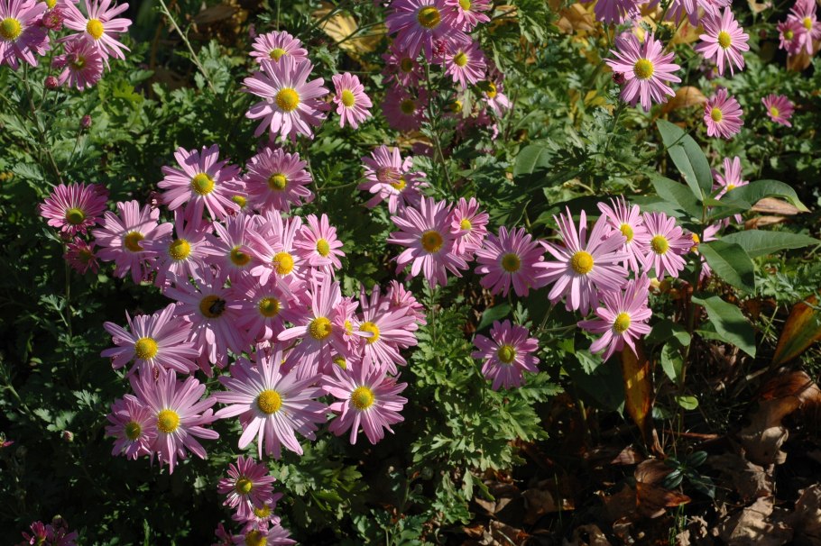 Хризантема (Дендрантема) Вейриха (Chrysanthemum (Dendranthema) weyrichii)