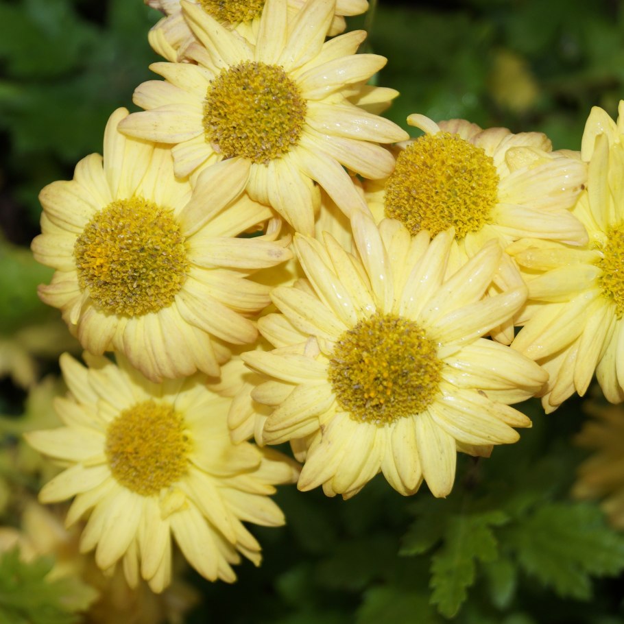 Хризантема (Дендрантема) Вейриха (Chrysanthemum (Dendranthema) weyrichii)