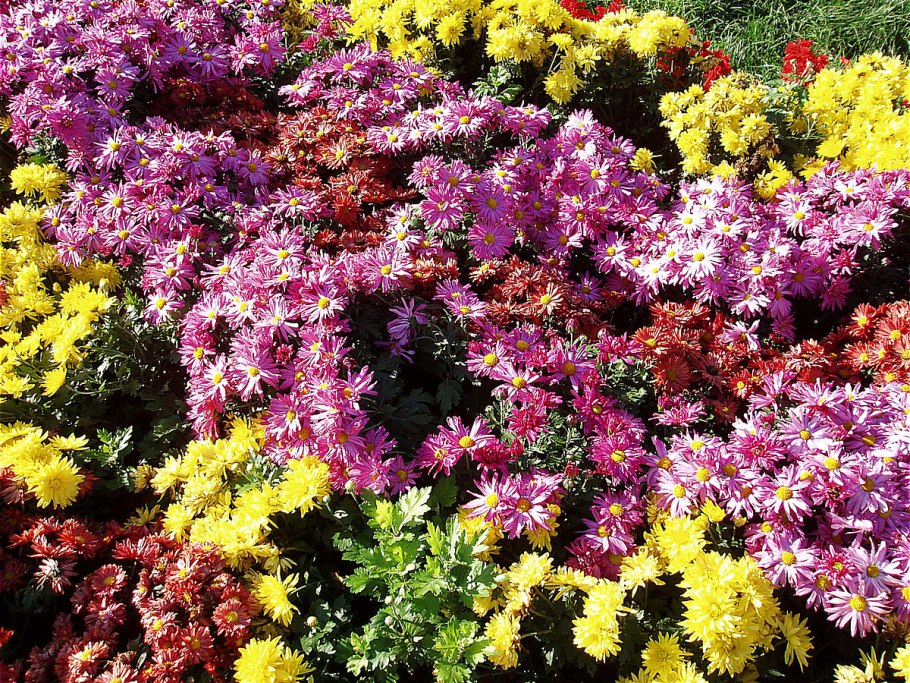 Хризантема (Дендрантема) Вейриха (Chrysanthemum (Dendranthema) weyrichii)