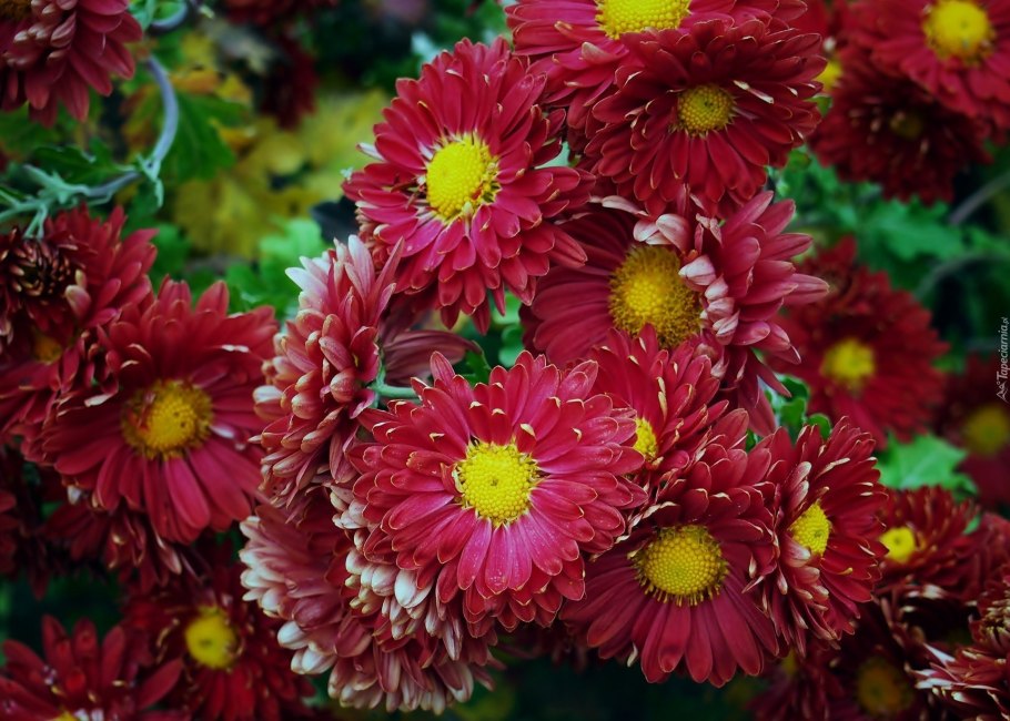 Chrysanthemum grandiflorum