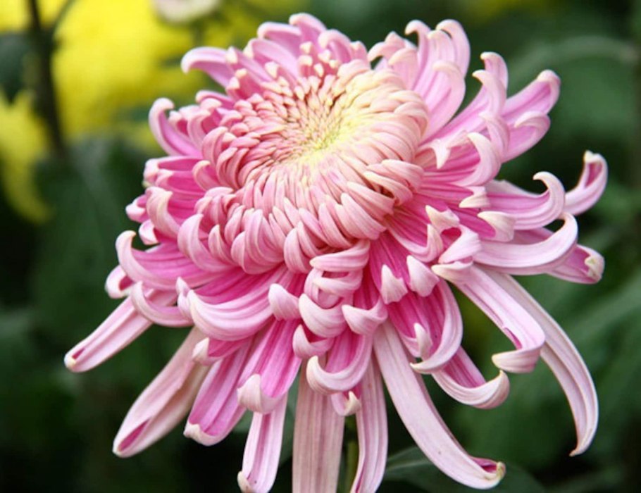 Хризантема (Дендрантема) Вейриха (Chrysanthemum (Dendranthema) weyrichii)
