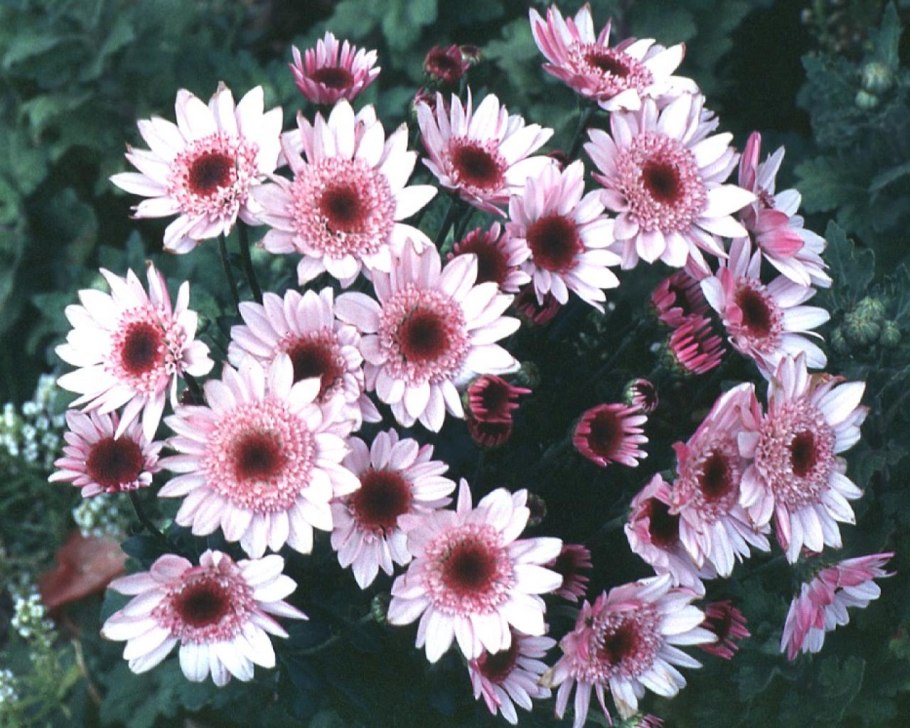 Хризантема (Дендрантема) Вейриха (Chrysanthemum (Dendranthema) weyrichii)