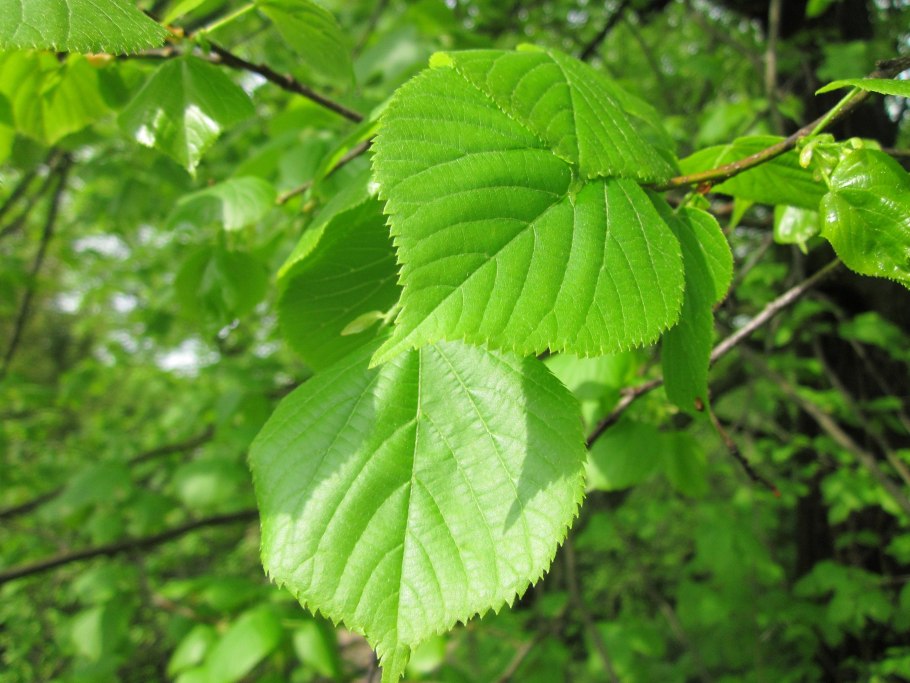 Ulmus glabra