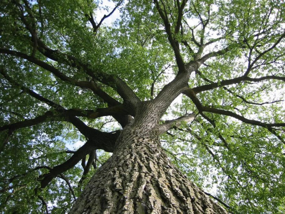 Дерево Ильм вяз ствол