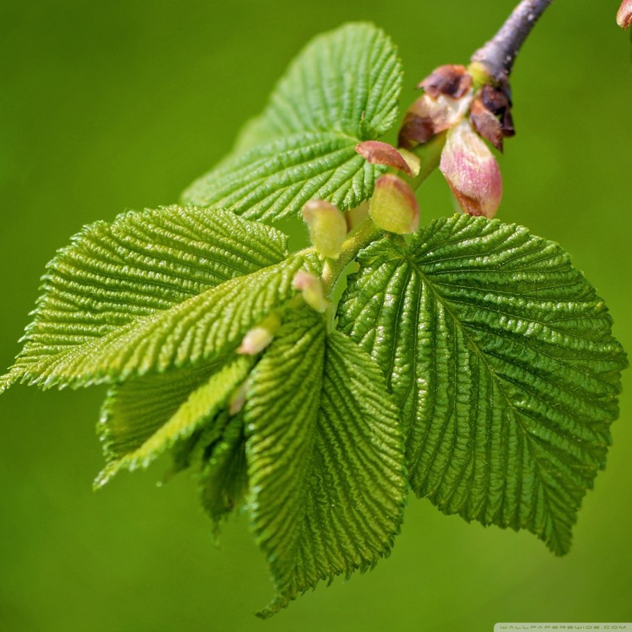Широколиственные леса породы деревьев