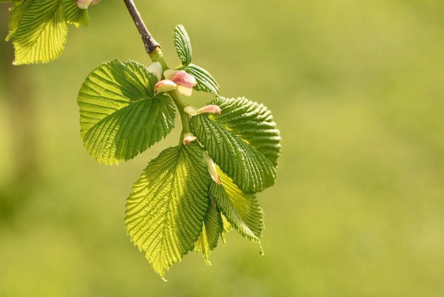 Ulmus procera вяз