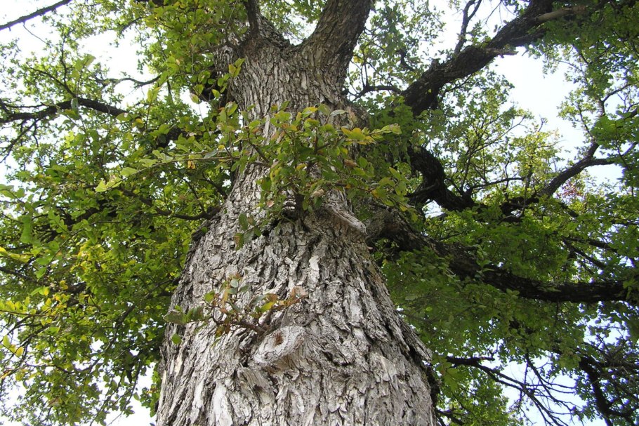 Вяз дерево карагач