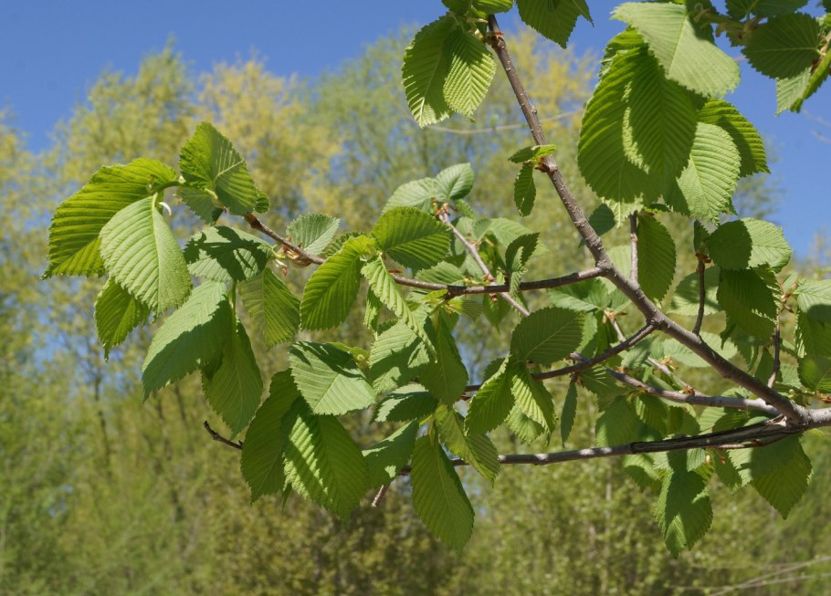Вяз граболистный (Ulmus suberosa)