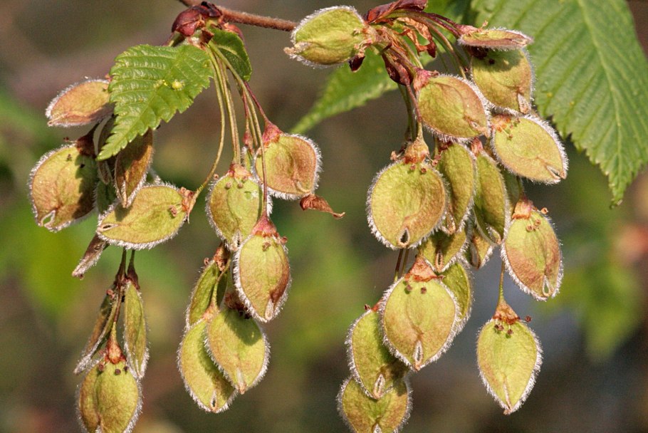 Вяз гладкий Ulmus laevis Pall