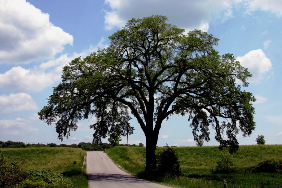 Карач дерево