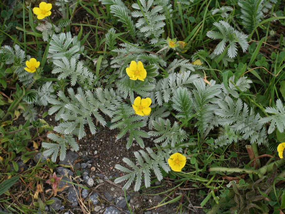 Acanthus mollis Tasmanian Angel