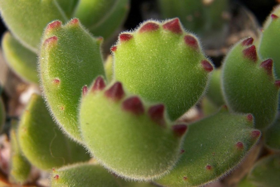 Котиледон леди Смит