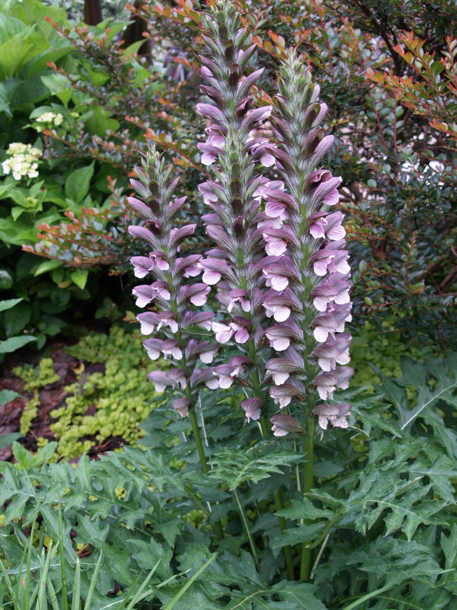 Растения Крыма на Агармыше