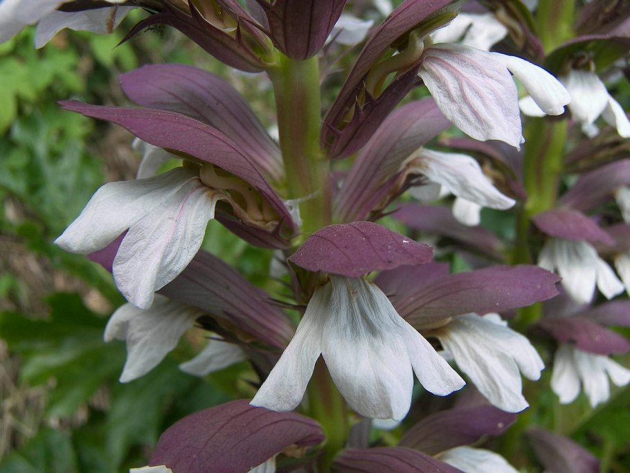 Акант Моллис (Acanthus mollis)