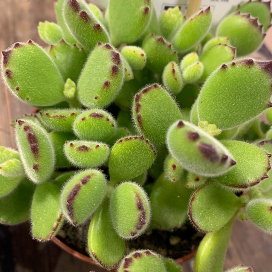Котиледон леди Смит Cotyledon ladismithiensis