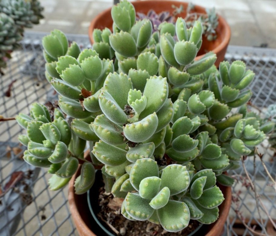 Акант Моллис (Acanthus mollis)