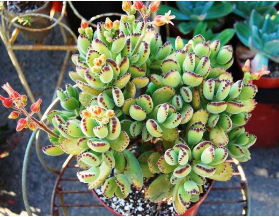 Лапчатка гусиная (Potentilla anserina)