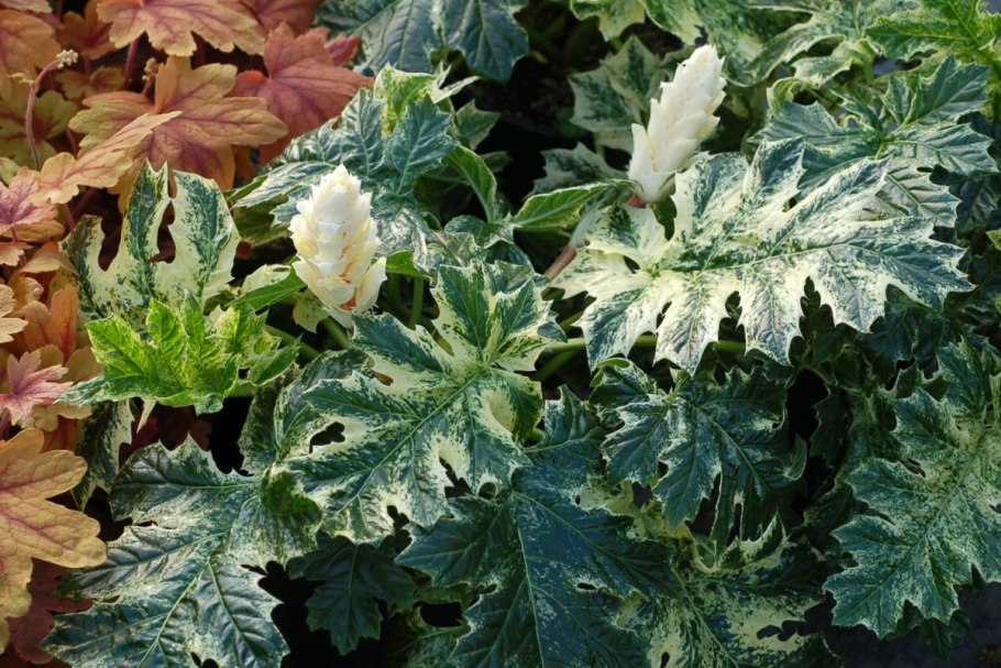 Акант Моллис (Acanthus mollis)