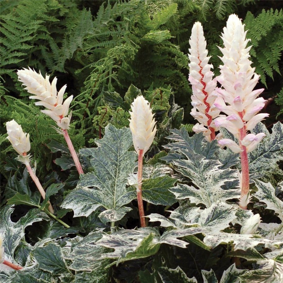 Акант Моллис (Acanthus mollis)