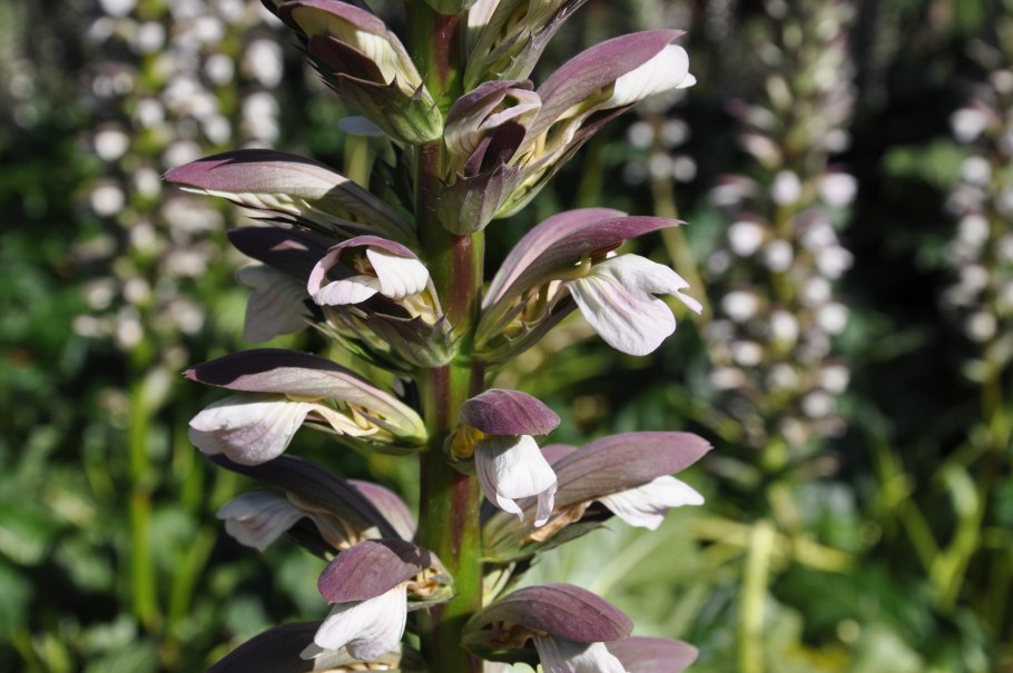 Акант Моллис