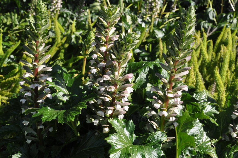 Акант Моллис (медвежья лапа)