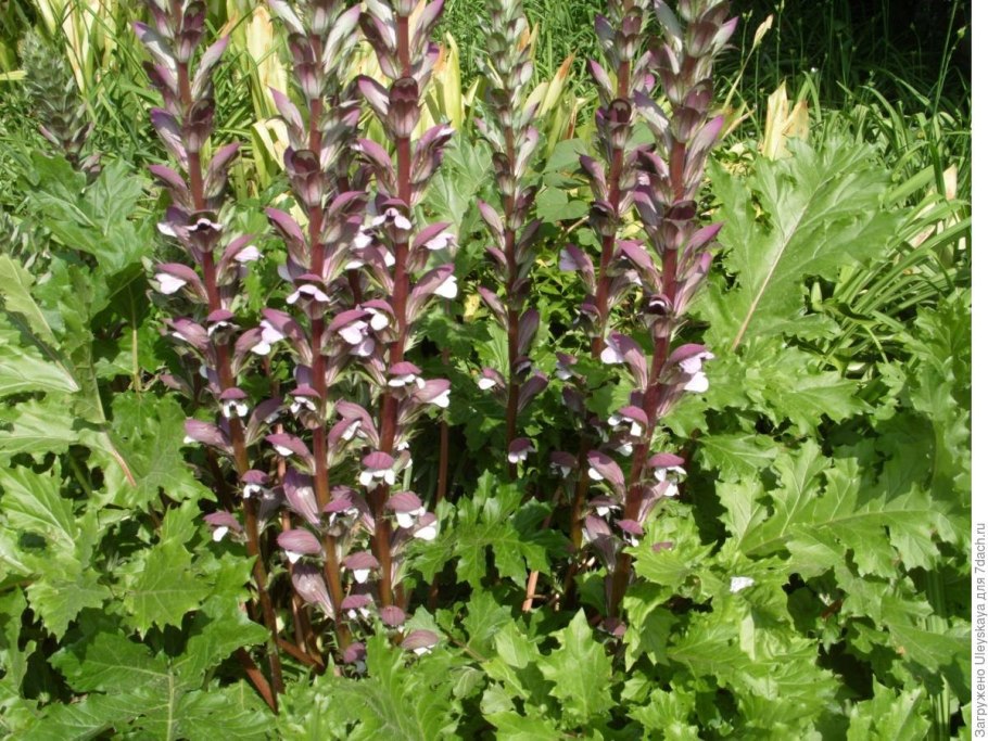 Суккулент Котиледон томентоза