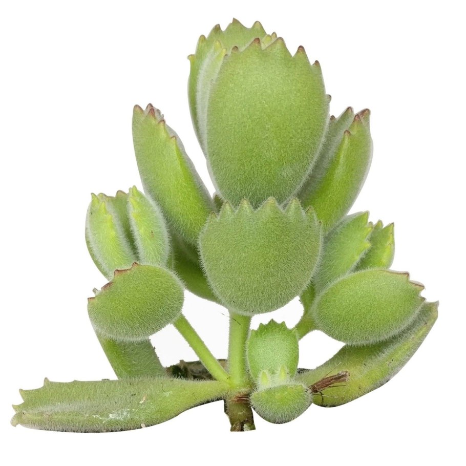 Лапчатка гусиная