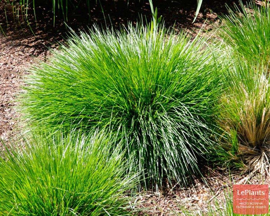 Луговик дернистый (Deschampsia cespitosa &#96;Goldtau&#96;)