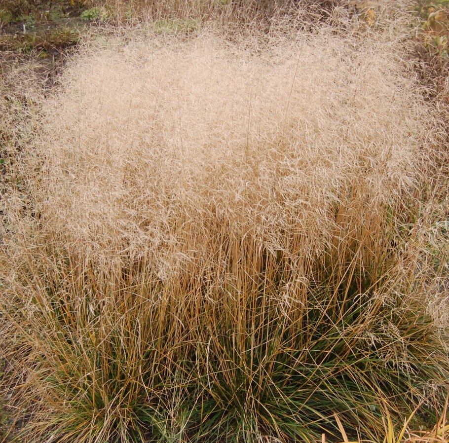 Щучка дернистая Deschampsia cespitosa