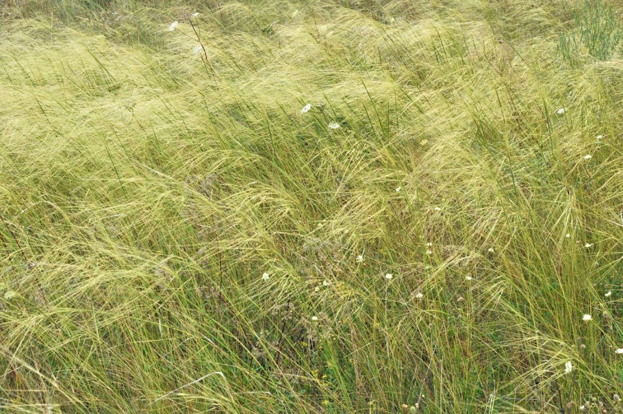 Щучка Deschampsia caespitosa