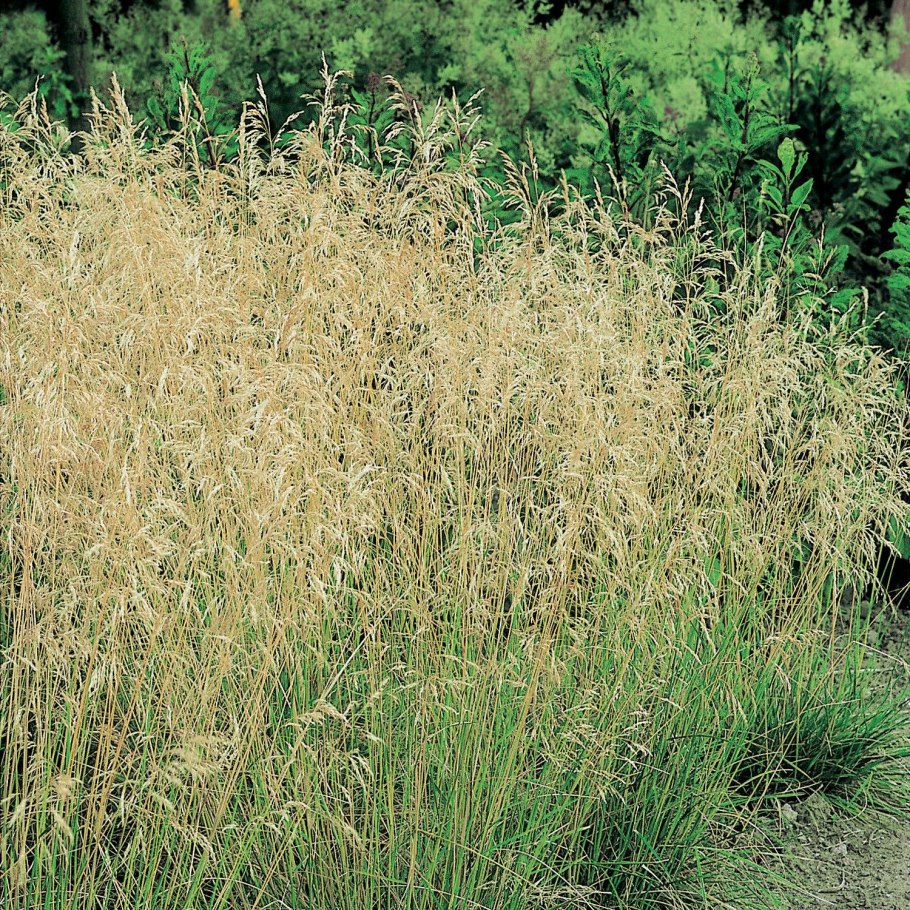 Луговик дернистый Голдшлеер