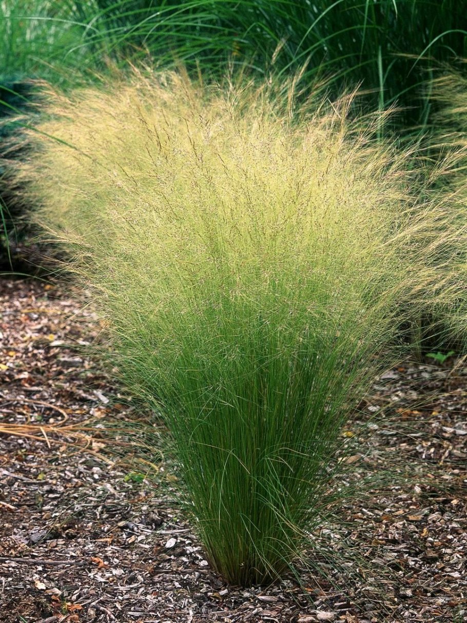 Щучка дернистая грибы