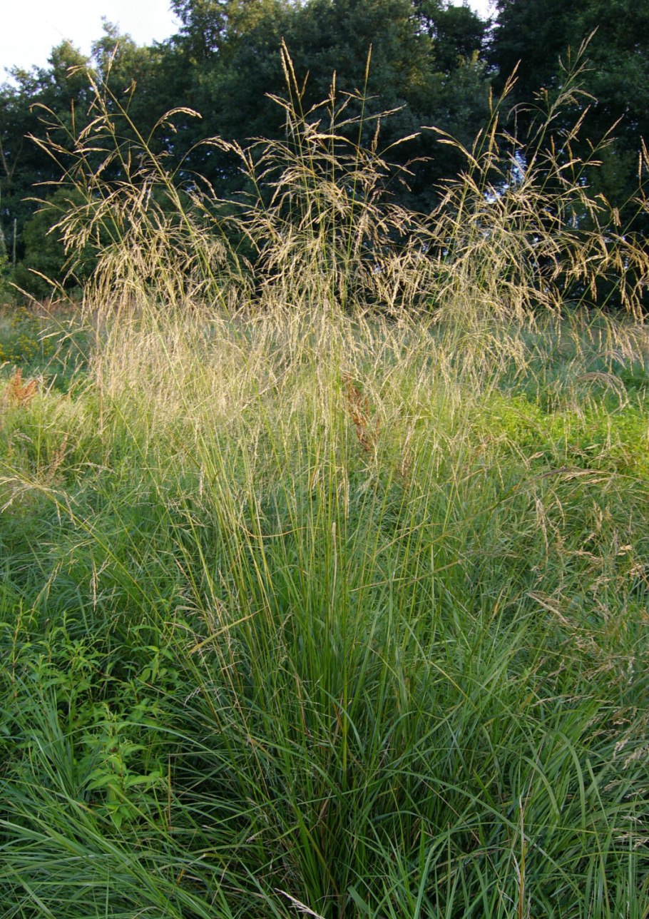 Луговик дернистый (Deschampsia cespitosa &#96;Tautrager&#96;)