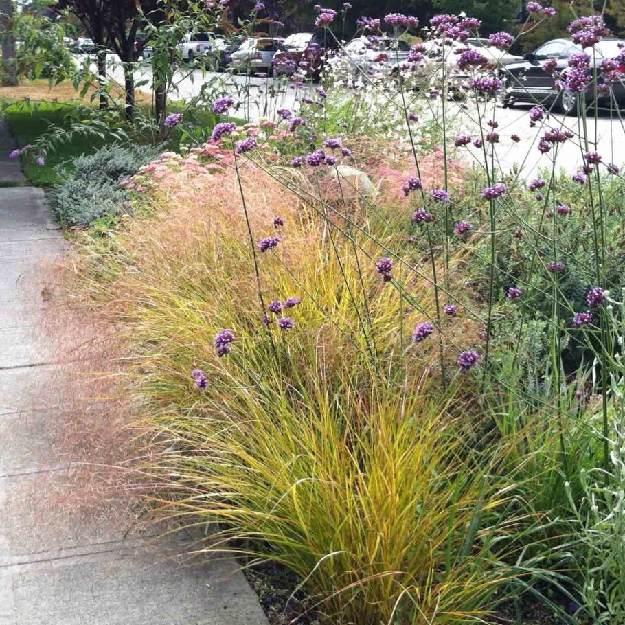 Луговик и эхинацея