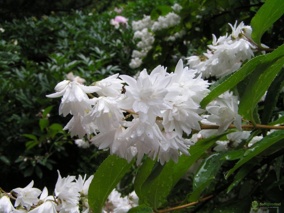 Дейция мейджикин