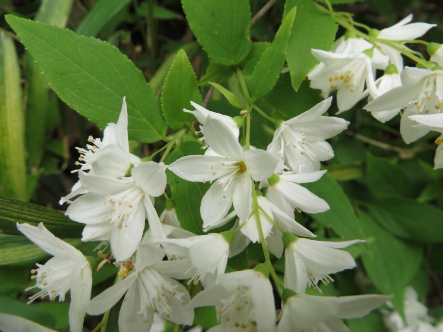 Дейция Грацилис