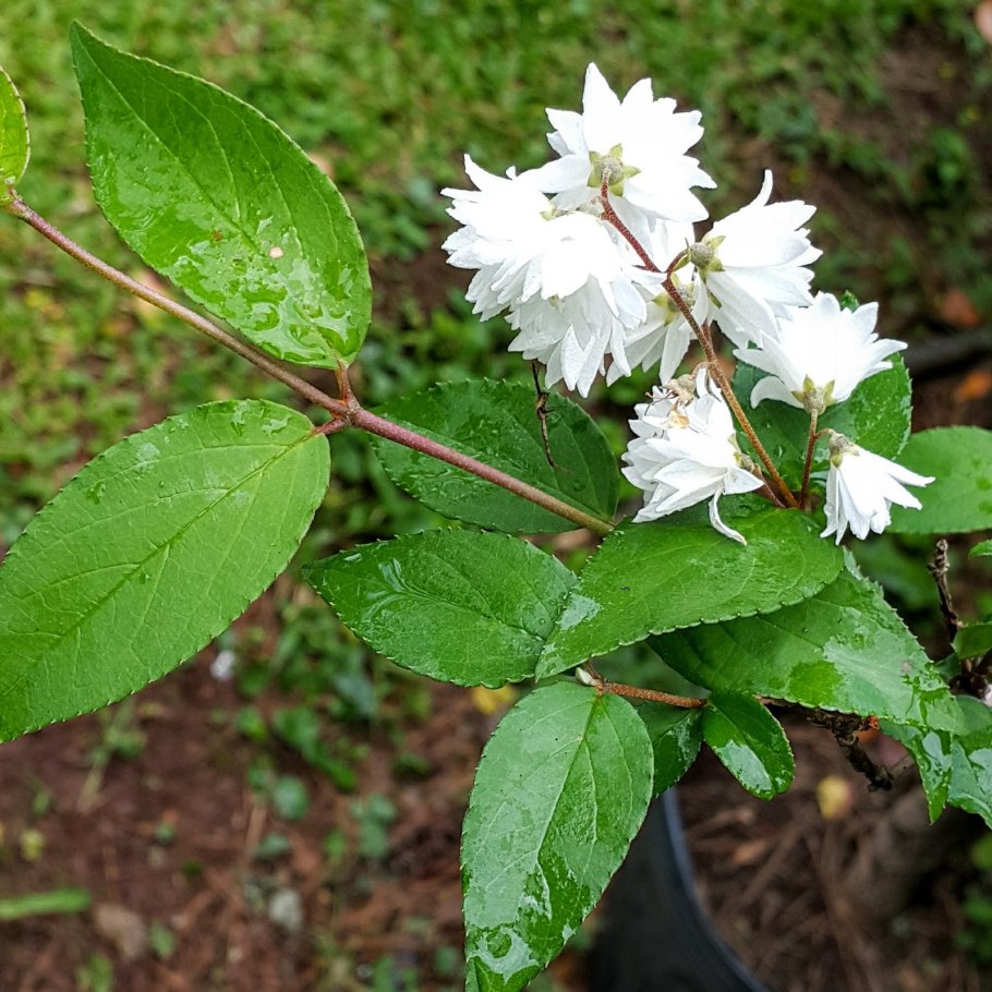 Дейция махровая белая