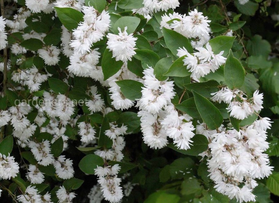 Дейция Вильморена