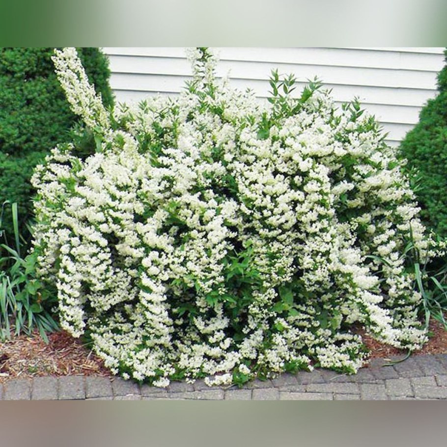 Кустарник дейция белая