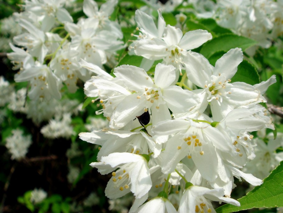 Дейция розовая Кампанулата