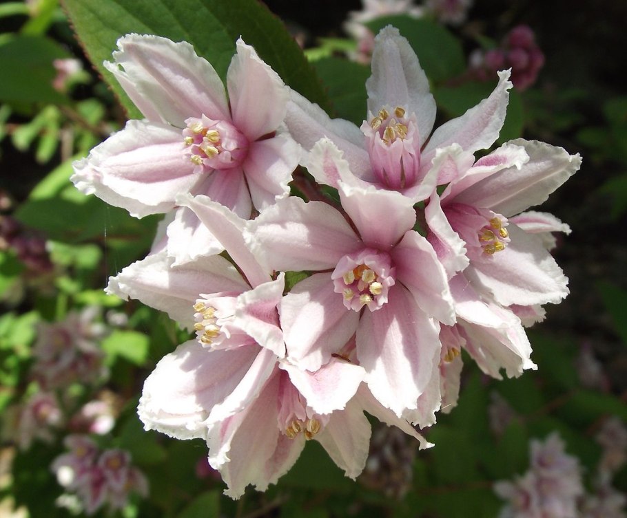 Дейция длиннолистная