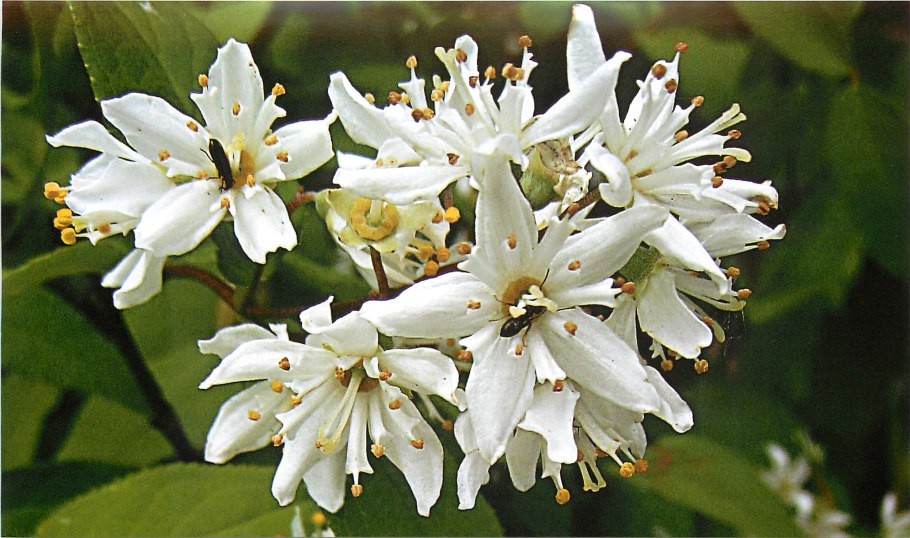 Дейция великолепная