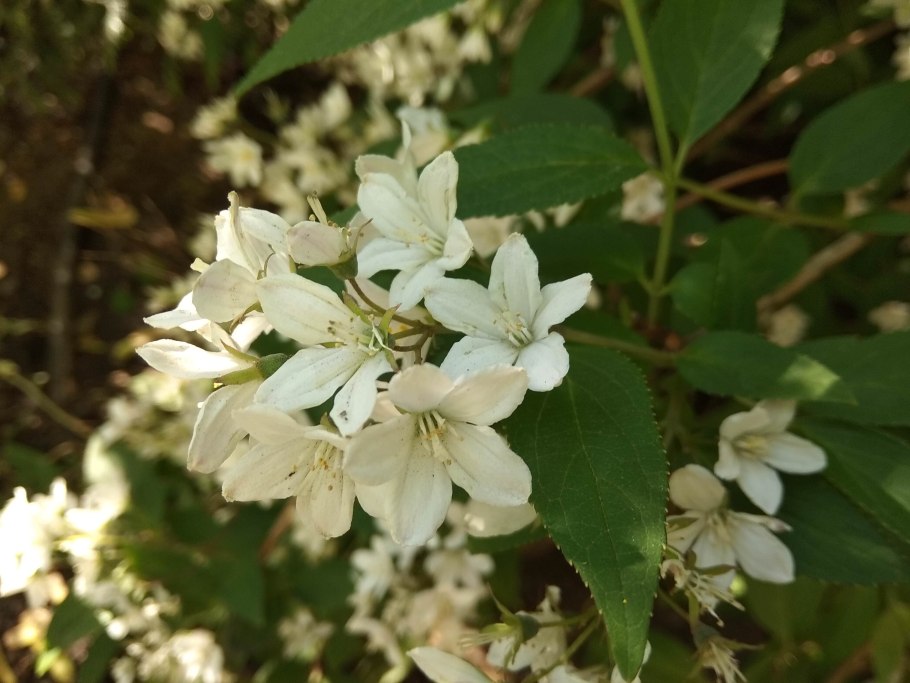 Дейция Вильморена