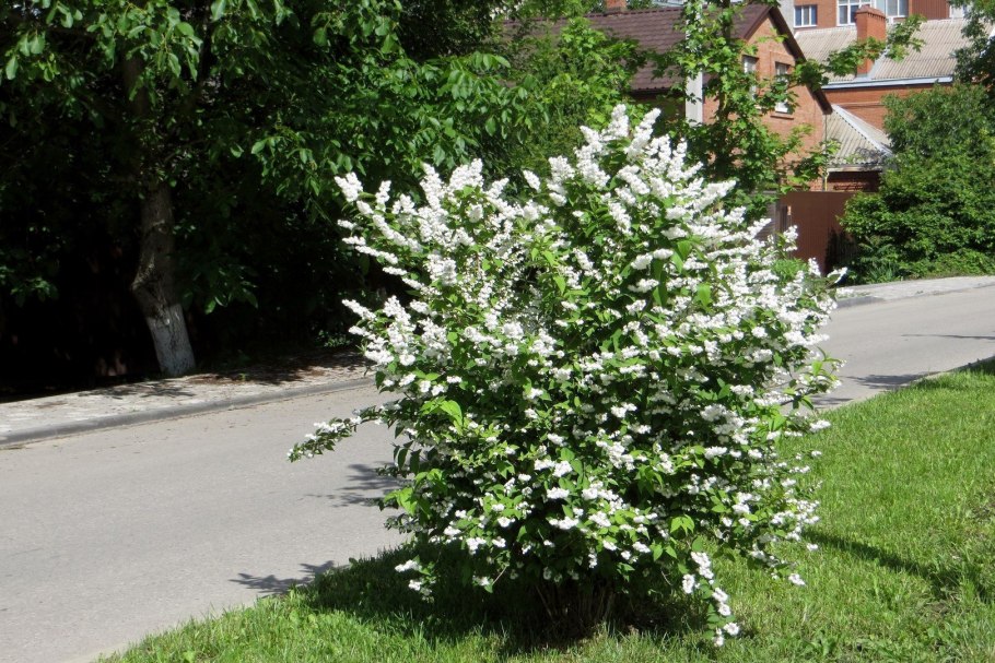 Дейция скарба Кандидиссима