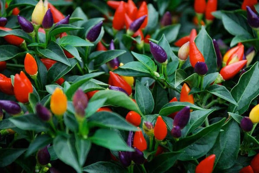 Перец Чили в горшке